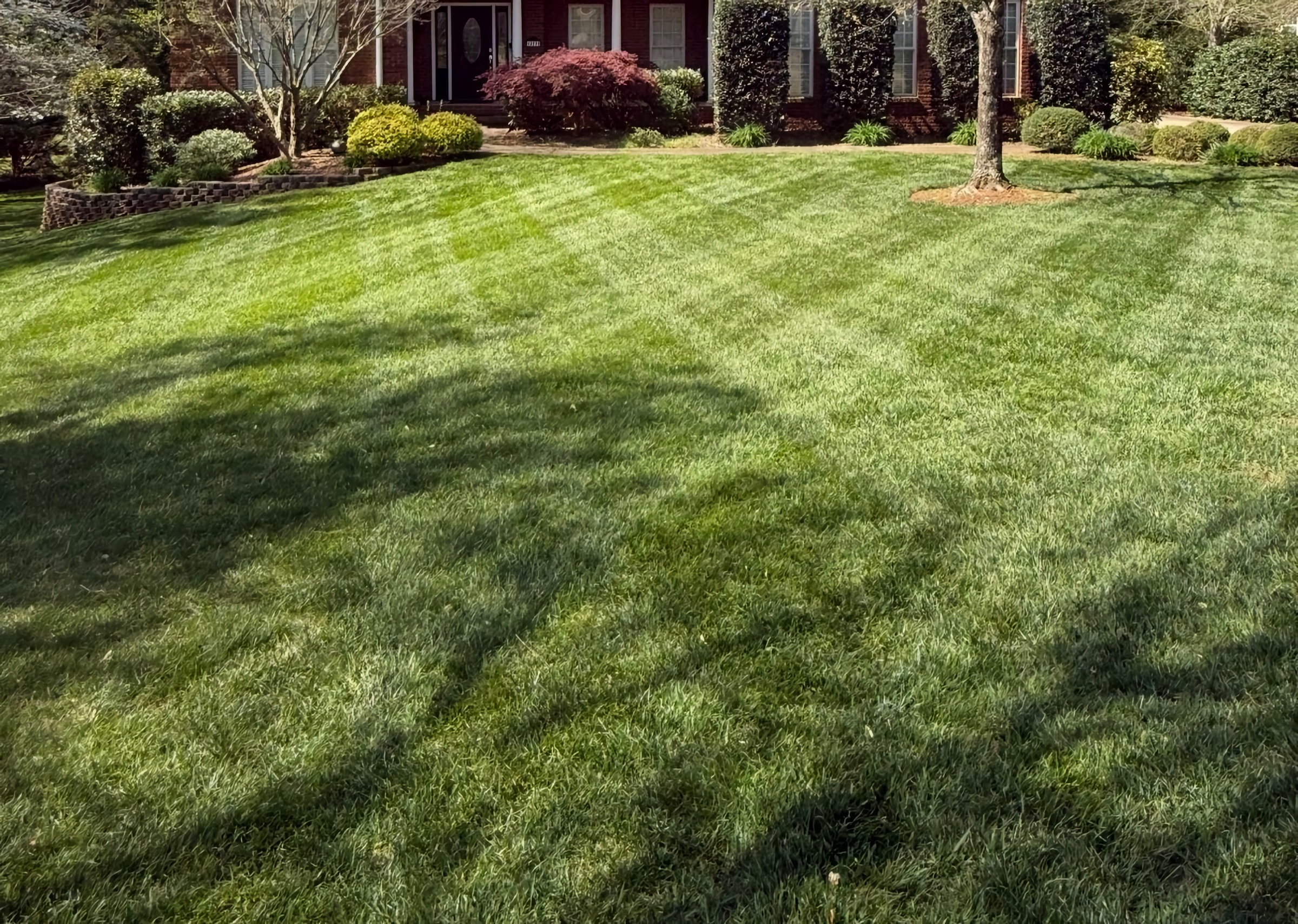 Freshly mown lawn with clean stripes on an Upstate South Carolina property